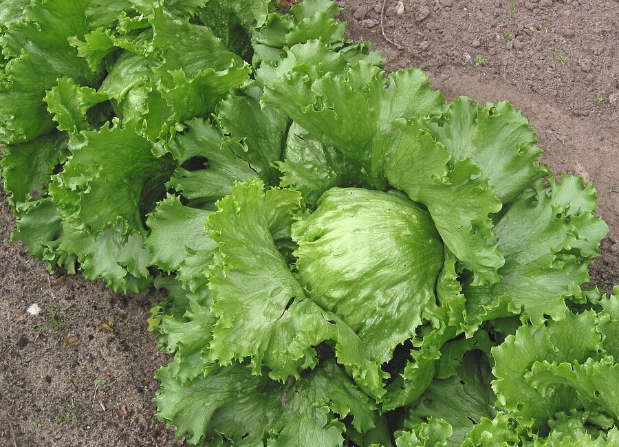 Lechuga iceberg
