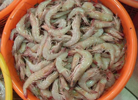 Gambón congelado
